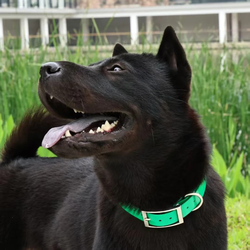 Collare per Cani in TPU Resist - Hunting Dog Outdoor recensione e prezzo