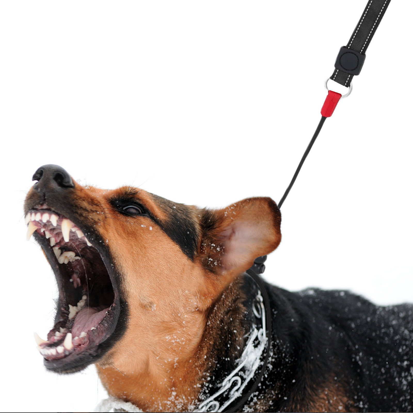 Guinzaglio Antiscivolo per Can - Hunting Dog Outdoor recensione e prezzo